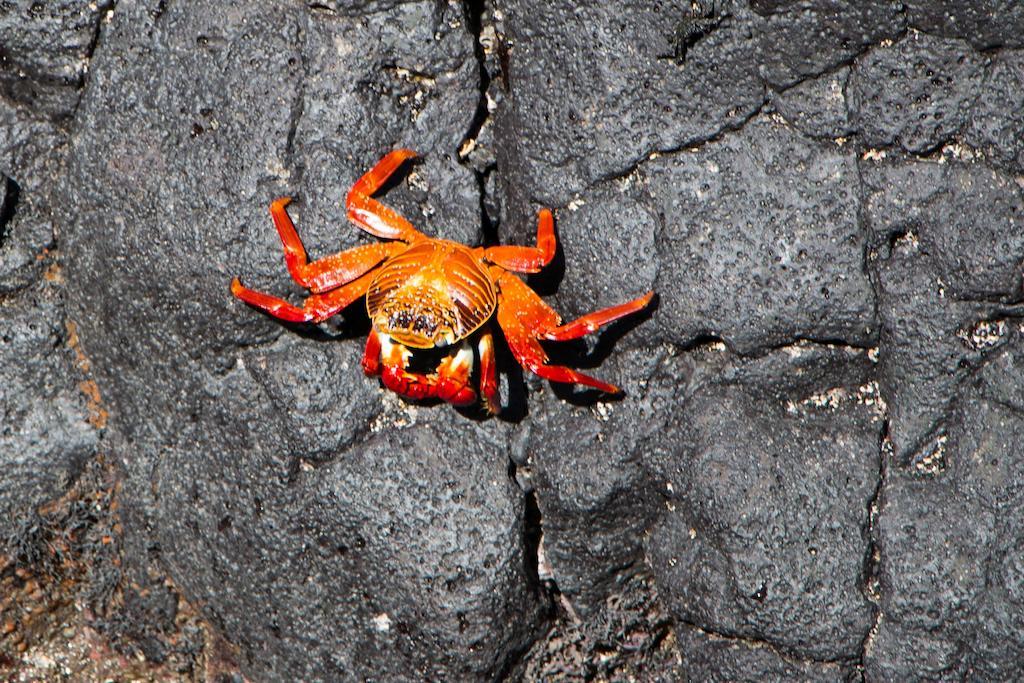 Chez Manany Galapagos Ecolodge Puerto Villamil Buitenkant foto