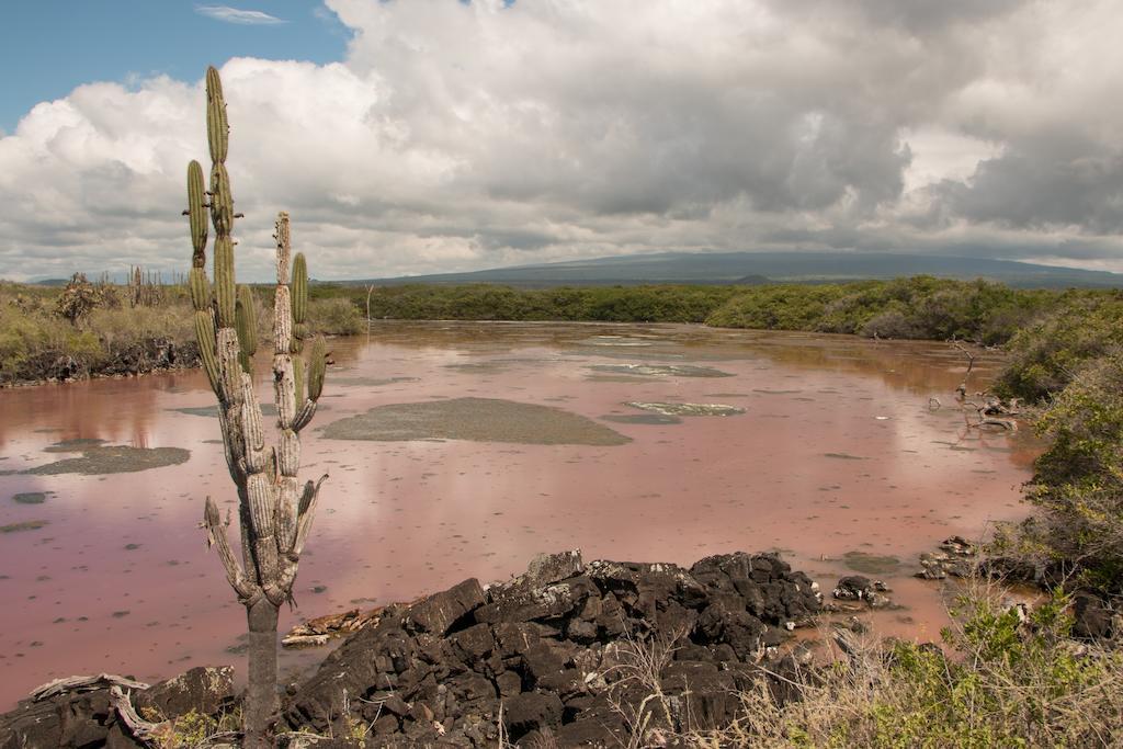 Chez Manany Galapagos Ecolodge Puerto Villamil Buitenkant foto