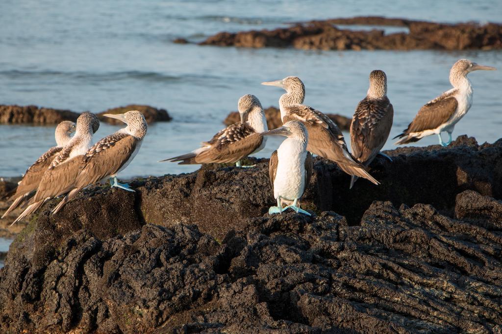 Chez Manany Galapagos Ecolodge Puerto Villamil Buitenkant foto