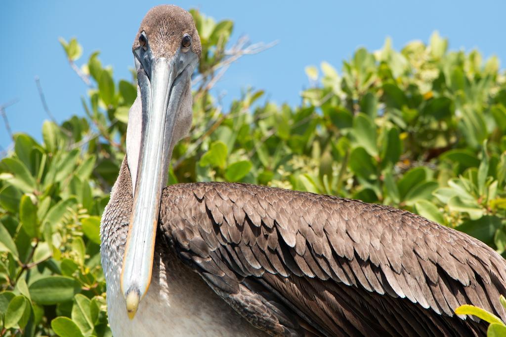 Chez Manany Galapagos Ecolodge Puerto Villamil Buitenkant foto